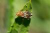 149923 – Photo : Fabricius – France (13)