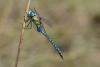 149793 – Photo : Bertrand Piney – France (44)