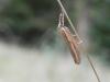 149446 – Photo : florent besson – France (18)