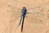 149625 – Photo : Gerard VIGO – Maroc