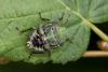 149100 – Photo : Philippe Vanmeerbeeck – Belgique