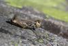149813 – Photo : Duborget Robin – France (04)