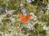 149745 – Photo : Petit Vincent – France (07)