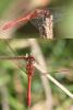 149329 – Photo : Williams Fondevilla – France (31)