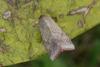 149411 – Photo : Insectesidf – France (61)