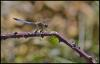 149139 – Photo : Josselyne Bayle – France (33)