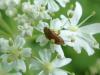Byturus sp.