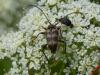 Pachytodes cerambyciformis