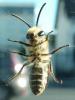 Colletes sp.