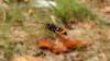 149815 – Photo : Brendan Alligand – France (44)