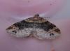 149581 – Photo : Dominique THAUVIN – France (45)