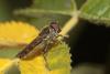 149838 – Photo : Marc Solari – France (68)