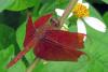 149651 – Photo : Liboupat – Thaïlande