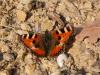 149746 – Photo : Petit Vincent – France (07)