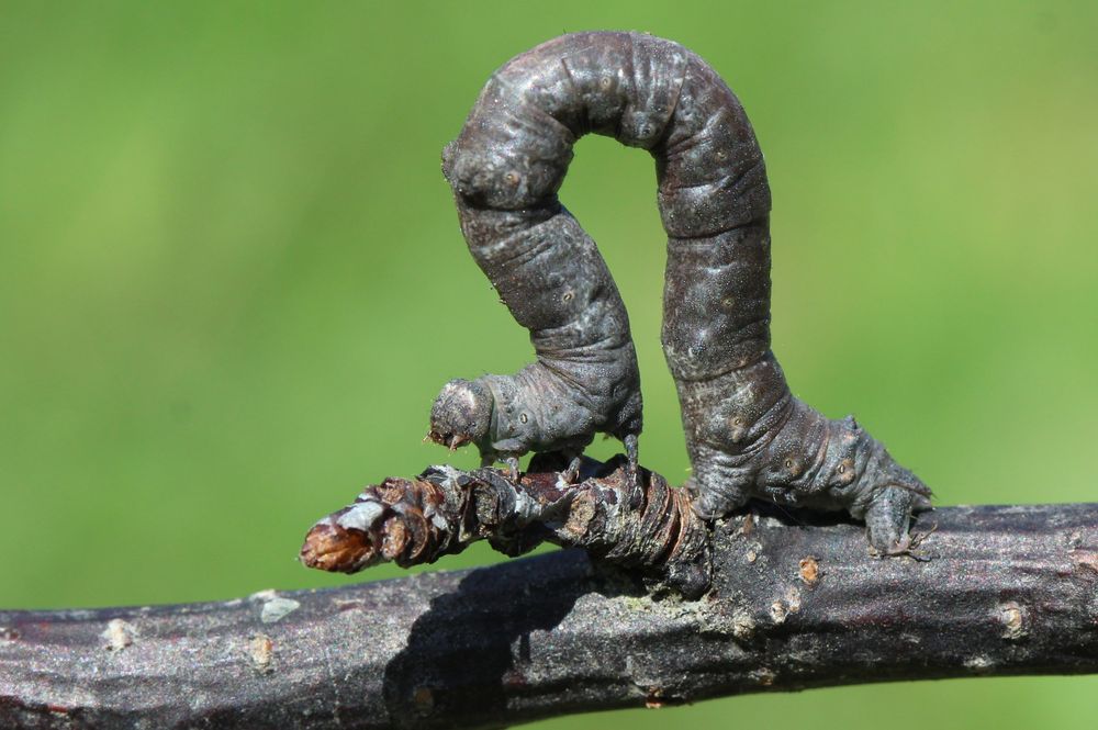 Insectesidf - Hypomecis punctinalis - réf. 149412 (1000 x 665 pixels, 108 ko)