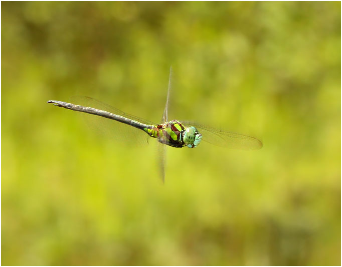 Benoit Guillon - Remartinia luteipennis - réf. 149336 (682 x 533 pixels, 37 ko)