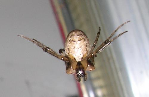 Zygiella x-notata
