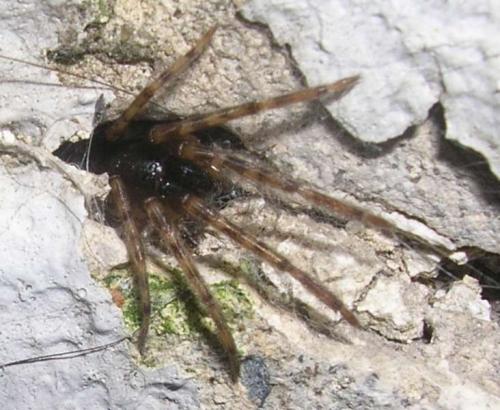 Segestria bavarica