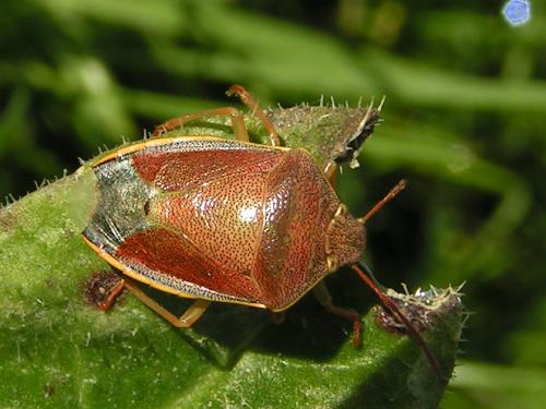 Réf. 15 181 : Piezodorus lituratus