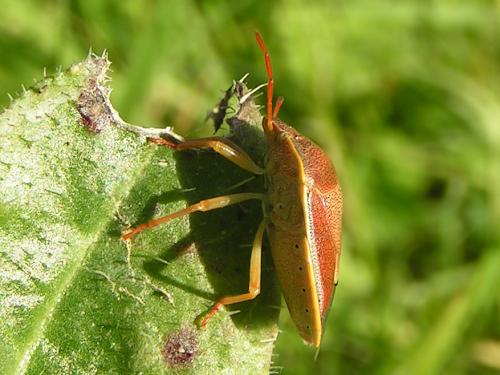 Piezodorus lituratus