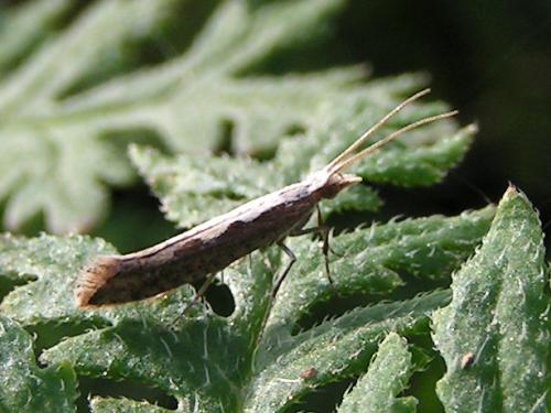 Réf. 15 283 : Plutella xylostella