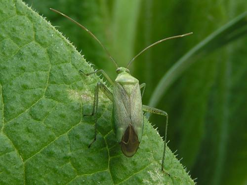 Réf. 15 306 : Adelphocoris sp.