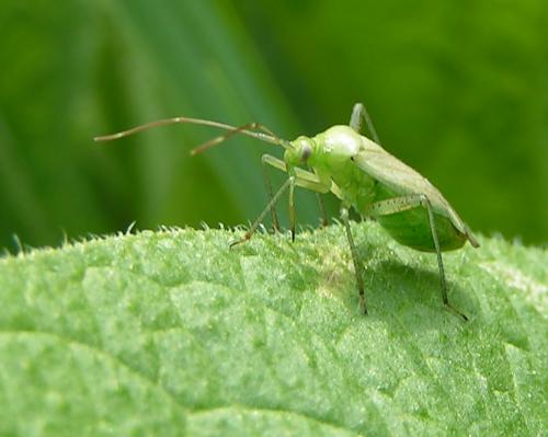 Adelphocoris sp.