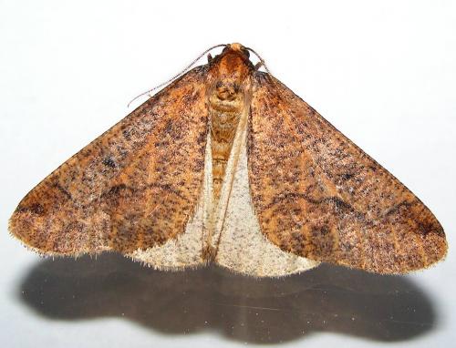 Erannis defoliaria