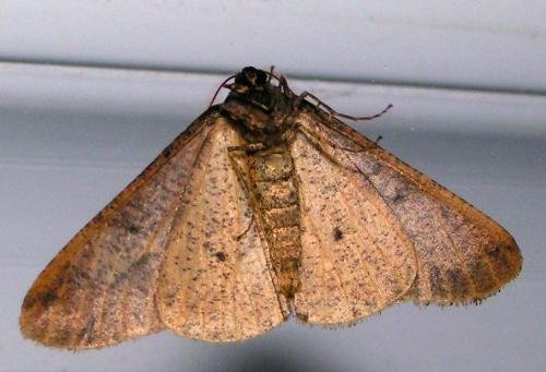 Erannis defoliaria