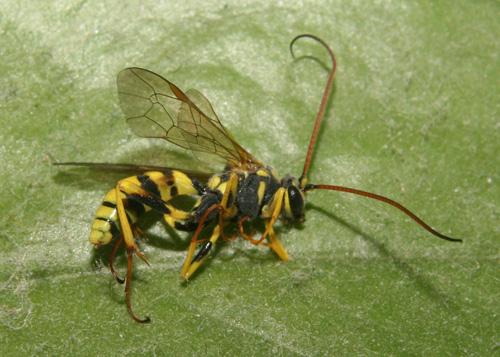 Banchus pictus
