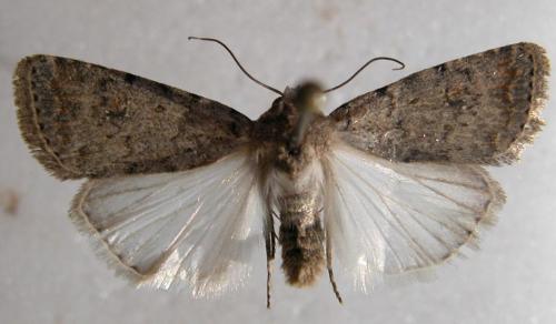 Caradrina clavipalpis