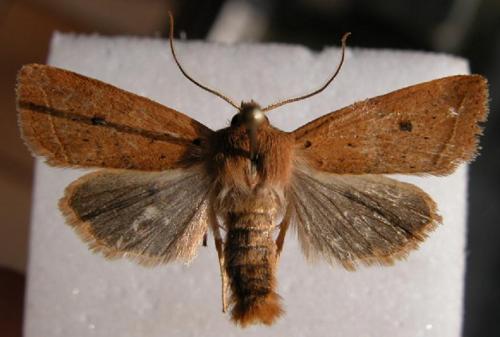 Réf. 15 665 : Agrochola macilenta