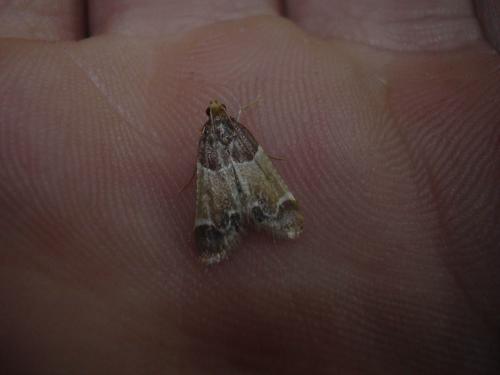 Pyralis farinalis