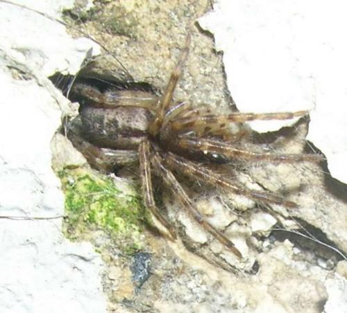 Segestria bavarica