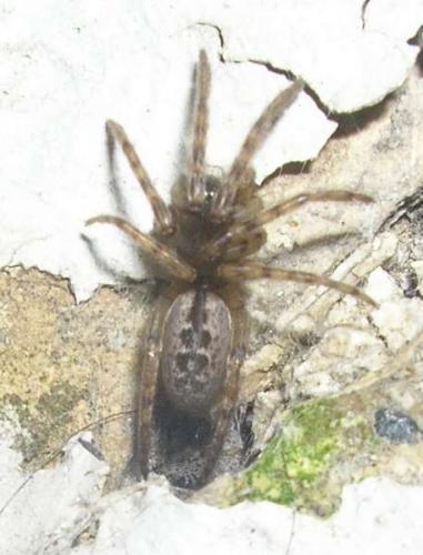 Segestria bavarica