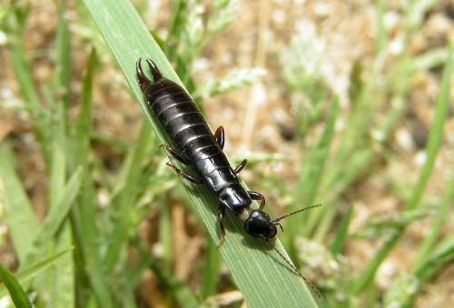Euborellia moesta