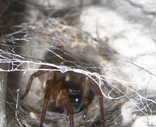Amaurobius similis
