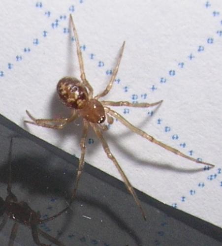 Steatoda triangulosa