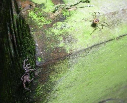 Anelasmocephalus cambridgei