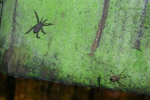 Anelasmocephalus cambridgei