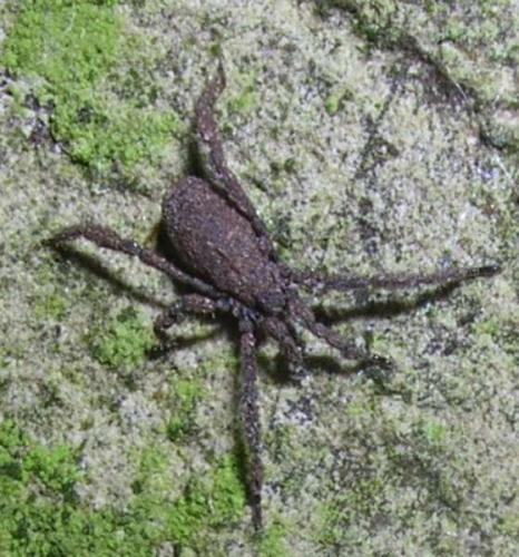 Anelasmocephalus cambridgei