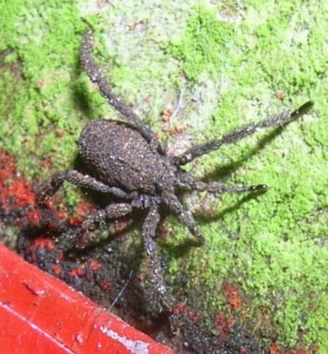 Anelasmocephalus cambridgei