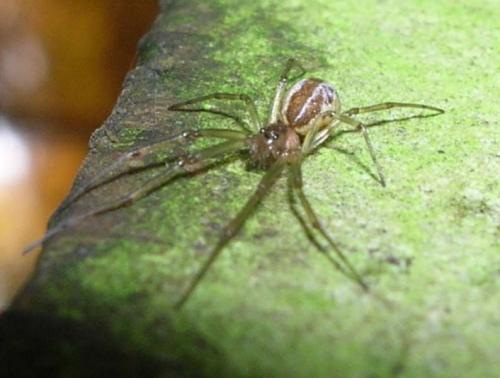 Réf. 15 201 : Neriene peltata