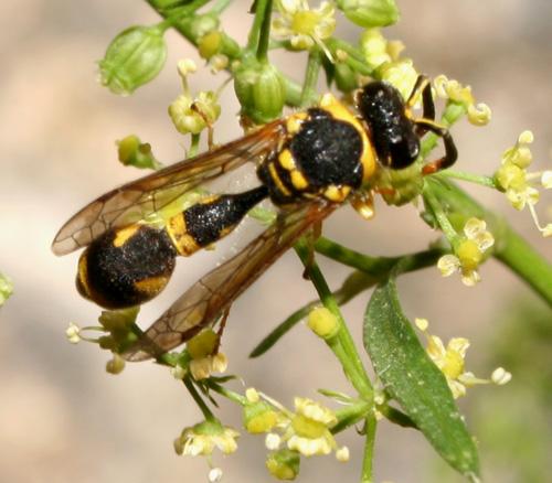 Eumenes sp.