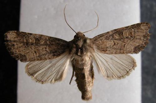 Luperina testacea
