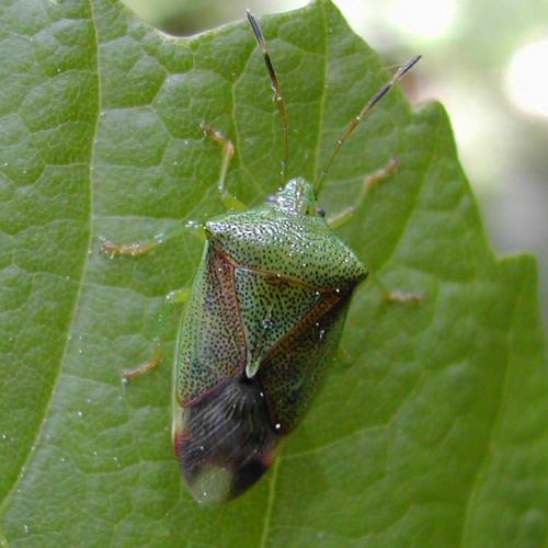 Elasmostethus sp.