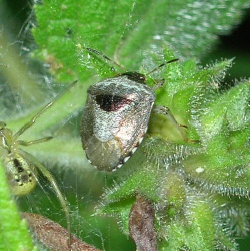 Stagonomus venustissimus