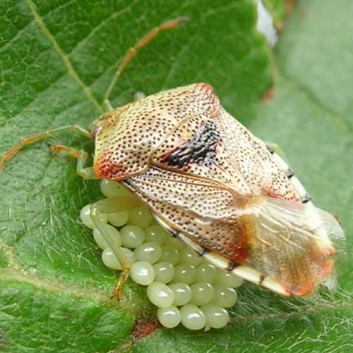 Réf. 15 456 : Elasmucha grisea