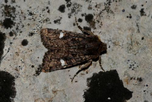 Dryobota labecula