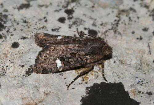 Dryobota labecula